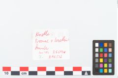 Etikett zu Bronzeklumpen (NHMW-PRAE-003509a)